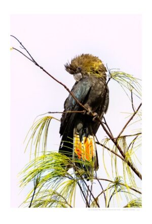 Glossy-black Cockatoo