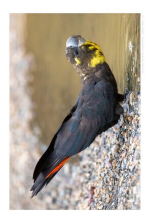 Glossy-black Cockatoo