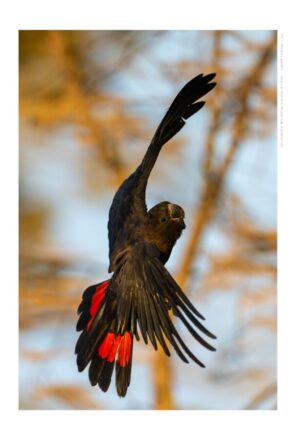 Glossy-black Cockatoo