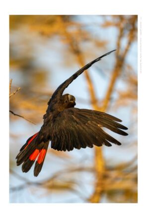 Glossy-black Cockatoo