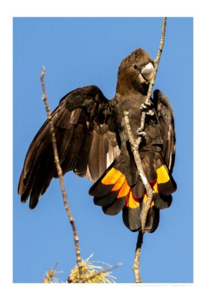 Glossy-black Cockatoo
