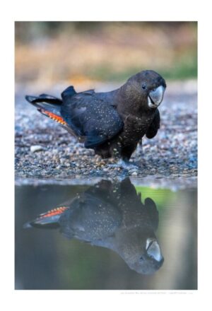 Glossy-black Cockatoo