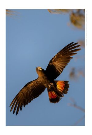 Glossy-black Cockatoo