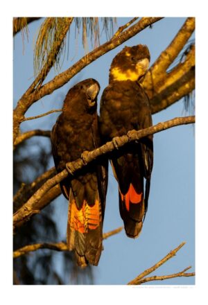 Glossy-black Cockatoo