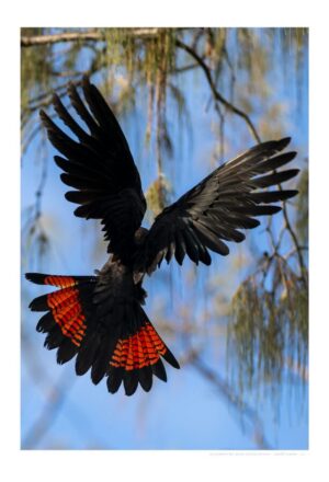 Glossy-black Cockatoo