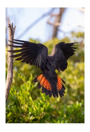 Glossy-black Cockatoo