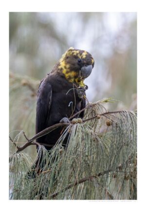 Glossy-black Cockatoo