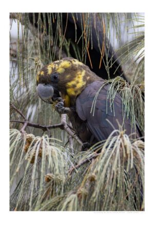 Glossy-black Cockatoo